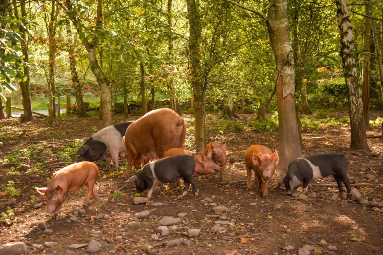 The Steading At Pitmeadow Farm Villa Dunning ภายนอก รูปภาพ
